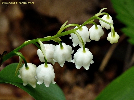 {Convallaria pseudomajalis}